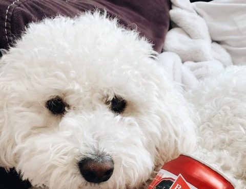 Budweiser Dog on Can