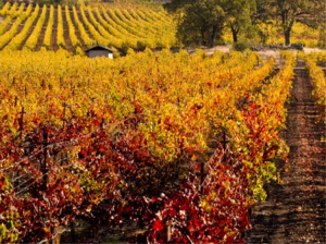 Vineyard in autumn shutterstockF