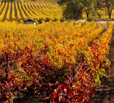 Vineyard in autumn shutterstockF